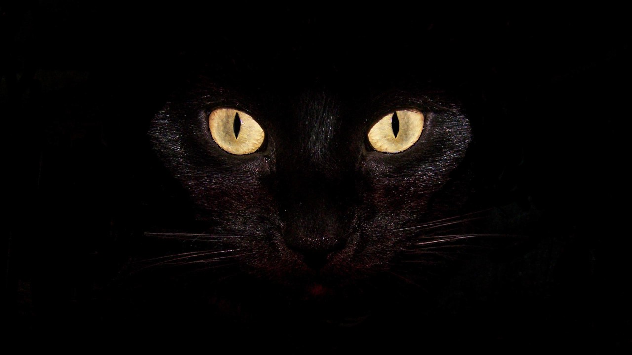 Black Cat astrology sign सपनों का अर्थ सपने क्‍या कहते हैं सपनों का ज्‍योतिषीय अर्थ