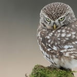 Omen KP Experts Horoscope Specialist in India