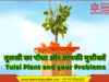 तुलसी का पौधा और आपकी मुसीबतें | Tulsi Plant and your Problems तुलसी का पौधा और आपकी मुसीबतें | Tulsi Plant and your Problems