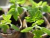 ग्रहों से जुड़ी वनस्पति planet and herbs planet and herbs पादप जड़ों से ज्योतिषीय उपचार Plant roots for astrological remedies