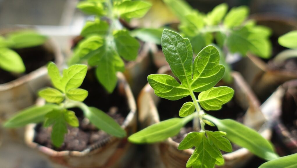 planet and herbs पादप जड़ों से ज्योतिषीय उपचार Plant roots for astrological remedies planet and herbs पादप जड़ों से ज्योतिषीय उपचार Plant roots for astrological remedies