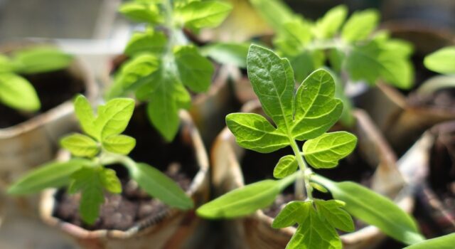 planet and herbs पादप जड़ों से ज्‍योतिषीय उपचार Plant roots for astrological remedies