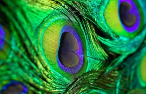 भक्तामर स्तोत्र Morpankh in vastu and astrology Best astrologer in india famous astrologer KP Expert Lal Kitab Expert Kundli analysis matchmaking Rahu remedy jyotishi rashi kundli vishleshan bhagya bhavishyfal santan marriage job career astrological advice Astrologer Sidharth Moon sign horoscope analysis